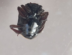 Chlamydopsis