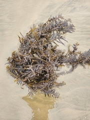 Carpophyllum maschalocarpum