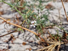 Pelargonium senecioides