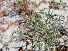 Pelargonium senecioides