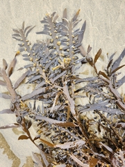 Carpophyllum maschalocarpum