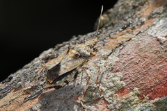 Bromocoris souefi