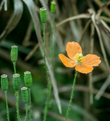 Papaver aculeatum