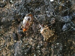 Anthocoridae