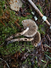 Cyclocybe