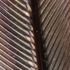 Proctophyllodes