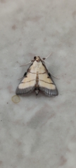 Cnaphalocrocis
