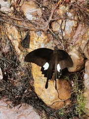 Papilio helenus