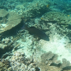 Plectropomus leopardus