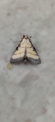 Cnaphalocrocis