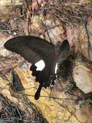 Papilio helenus