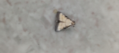 Cnaphalocrocis