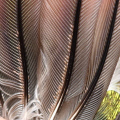 Proctophyllodes