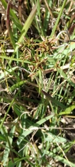 Cyperus denudatus
