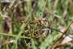 Cyperus denudatus