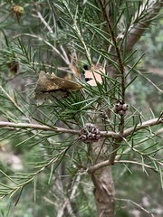 Melaleuca nodosa