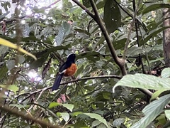 Copsychus stricklandii stricklandii