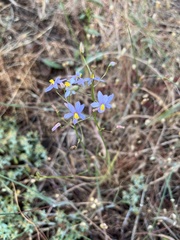 Cyanella hyacinthoides