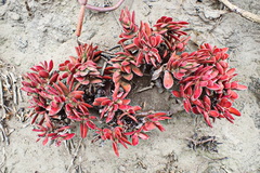 Crassula ciliata