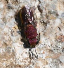 Euchroeus