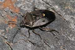 Cermatulus nasalis