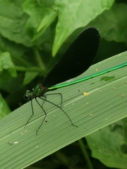 Neurobasis chinensis