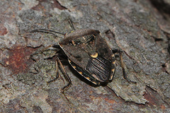 Cermatulus nasalis