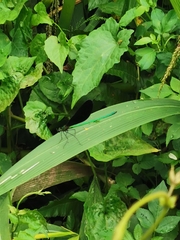 Neurobasis chinensis