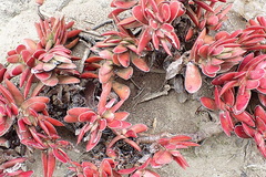 Crassula ciliata