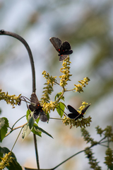 Melanis acroleuca acroleuca