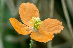 Papaver aculeatum