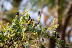 Melanis acroleuca acroleuca
