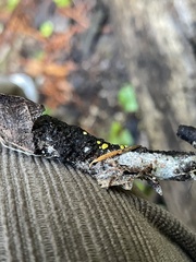 Calycina claroflava