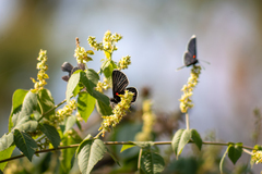 Melanis acroleuca acroleuca