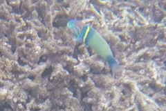Thalassoma hebraicum