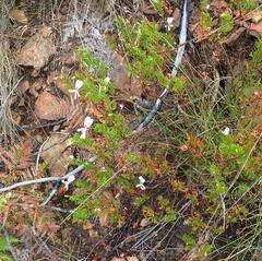 Pelargonium ternatum