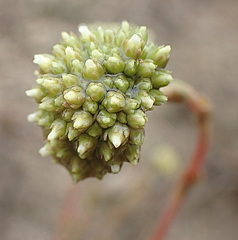Crassula ciliata