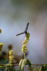 Melanis acroleuca acroleuca