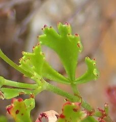 Pelargonium ternatum
