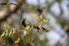 Melanis acroleuca acroleuca