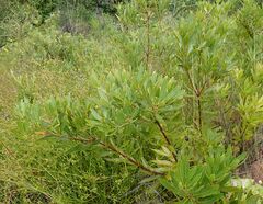 Brabejum stellatifolium