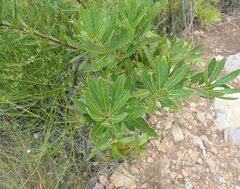 Brabejum stellatifolium