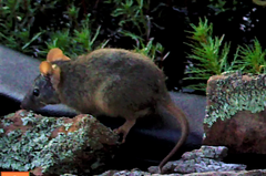 Antechinus flavipes