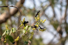 Melanis acroleuca acroleuca