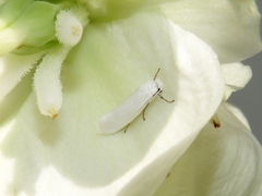 Tegeticula yuccasella