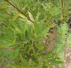 Brabejum stellatifolium