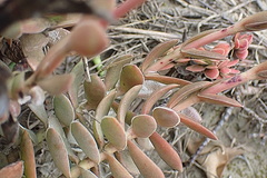 Crassula ciliata