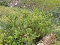 Brabejum stellatifolium