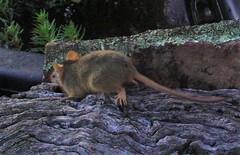 Antechinus flavipes
