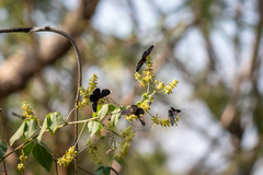 Melanis acroleuca acroleuca